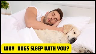 why does your dog sleep with you? 7 Reasons you will Love by For Pet Owners 499 views 1 month ago 2 minutes, 43 seconds