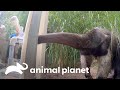 Tamanduá recebe ajuda de especialistas para se alimentar melhor | O Zoológico | Animal Planet Brasil