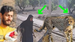 Leopard attacks sheep and the help of Saleh's wife's mother to the wounded sheep