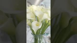 🆔️AKZ-FKY-NZZ🔥🔍Cole na shopee e garanta o seu Kit de flores! #flores #arranjodeflores