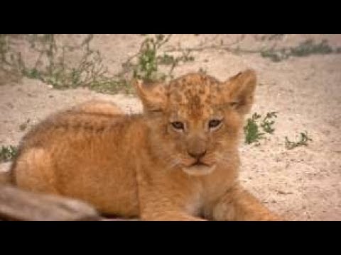 希少なライオンの赤ちゃん、チェコの動物園でお披露目（9日）