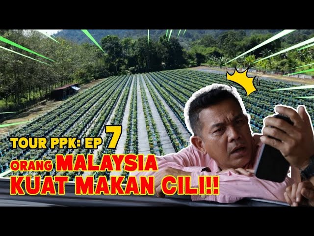 LADANG CILI FERTIGASI DI SELAMA PERAK BUAT ROSYAM TERCENGANG - TOUR PPK EP7 class=