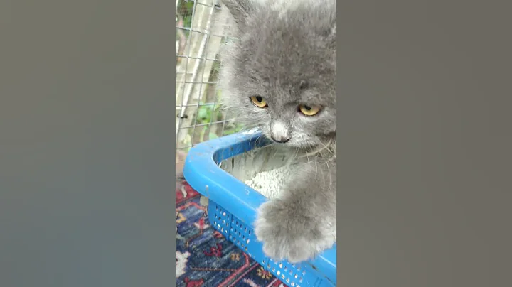 Watch the video about Toilet trained Persian Gray Cat, Bentonite Sand #cat #cats #catshelter #catlover