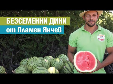 Видео: Crimson Sweet Watermelon Грижа: Как да отглеждате Crimson Sweet Дини