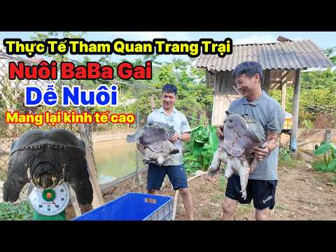 Thực Tế Tham Quan Trang Trại Nuôi BaBa Gai , Dễ Nuôi mang lại kinh tế cao