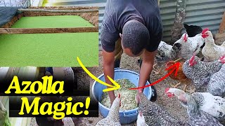 Feeding My Chickens with Azolla | Organic Protein Source for Chickens