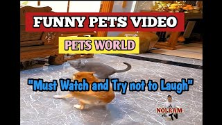 FUNNY PETS VIDEO | Must watch and try not to laugh | NOLRAM ni Tv