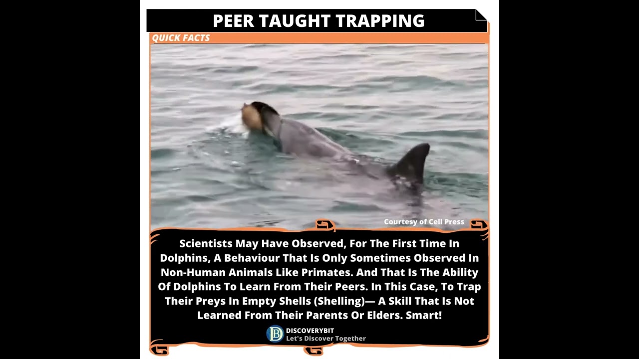 ⁣Dolphin Discovery: Peer-Taught Prey Trapping