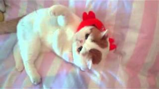 Кот Снуппи играет/Cat Snoopy Play Кот Снуппи играет/Cat Snoopy Play