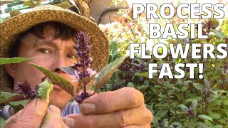 Best Way to Eat & Preserve Basil Flowers When You Deadhead