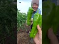 พริกใหญ่มาก เม็ดเดียวกินได้ทั้งบ้าน #garden #ชนบทญี่ปุ่น #ทำสวน #เก็บผัก