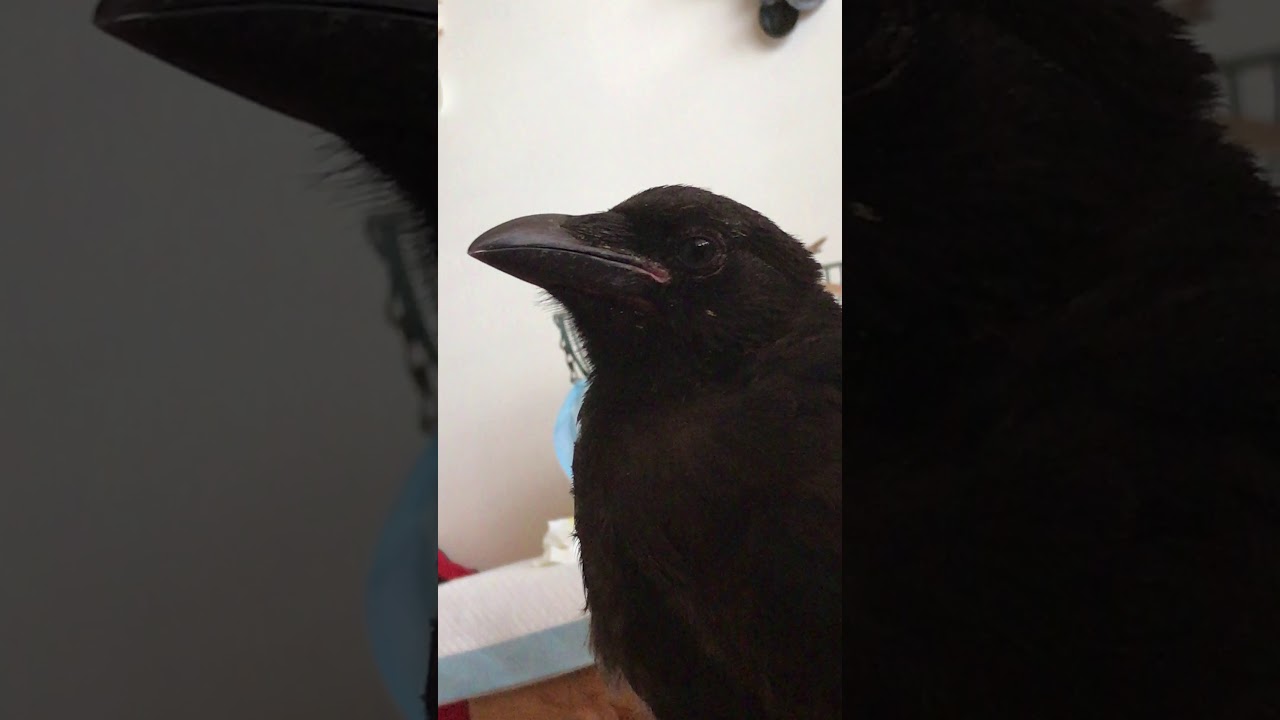 Pet Crow falling asleep to classical music 