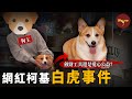 韓國最紅的網紅狗,溫暖笑容治癒無數人,卻一生病就被狗主拋棄,而滿嘴「慈善」的狗主竟是詐騙「慣犯」,多年前還是個知名網紅,驚人爆料接連不斷!| Wayne調查