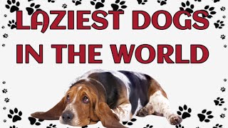 🐾 Laziest Dogs in the World by Paws and Purrs 125 views 6 days ago 4 minutes, 34 seconds