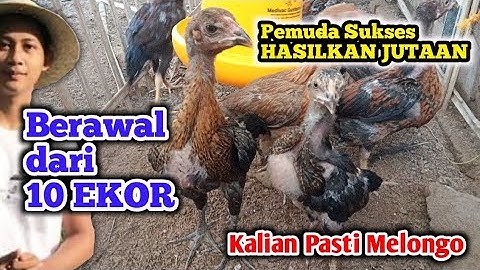 CAPCUSS AYO DITIRU! PEMUDA JENIUS JADI JUTAWAN MODAL AYAM KAMPUNG 10 EKOR