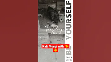 kali Murgi ke 4 baby rah gaye hain 🥺😔#youtube #rjshorts