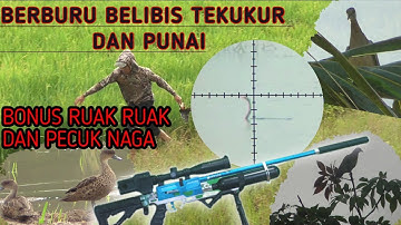 BERBURU BURUNG BELIBIS DAN RUAK RUAK, BONUS BURUNG PUNAI, TEKUKUR DAN  PECUK NAGA