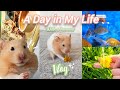 A Day In My Life With a Hamster! // Vlog - Pet shop, Cage Upgrade + Homework 🐹🍄🌿