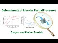 Determinants of Alveolar Partial Pressures of Oxygen and Carbon Dioxide