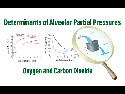 Determinants of Alveolar Partial Pressures of Oxygen and Carbon Dioxide