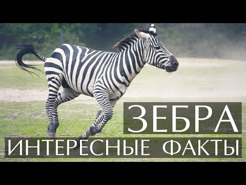 Видео: Что ест зебра?