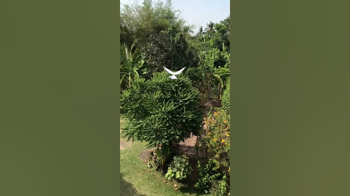 Paper bird for fun. #diy #bird #paperbird #พับนก #นกกระดาษ