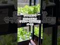 【パート2】発芽〜容器に定植するまで🌱🌱🌱#水耕栽培#室内栽培#家庭菜園