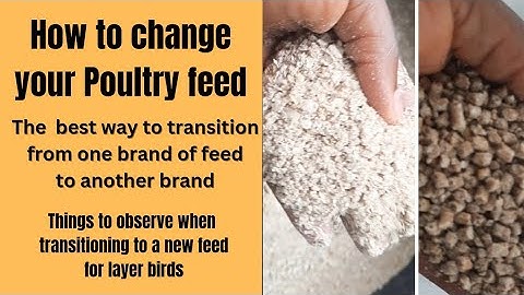 How to TRANSITION From One Brand of Poultry Feed to Another Brand | Tips for Switching Feeds