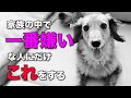 犬が家族の中で一番嫌いな人に見せる仕草7選