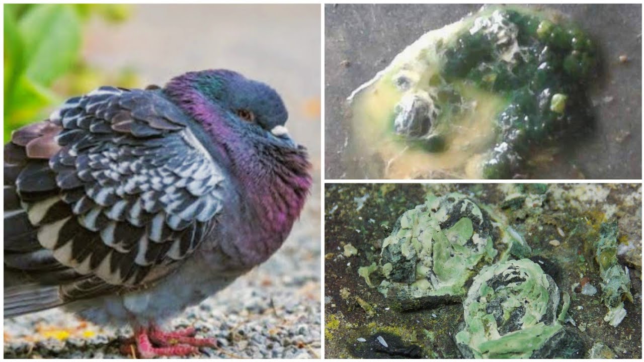 মাত্র ৩ টাকায় কবুতরের সবুজ পায়খানার চিকিৎসা