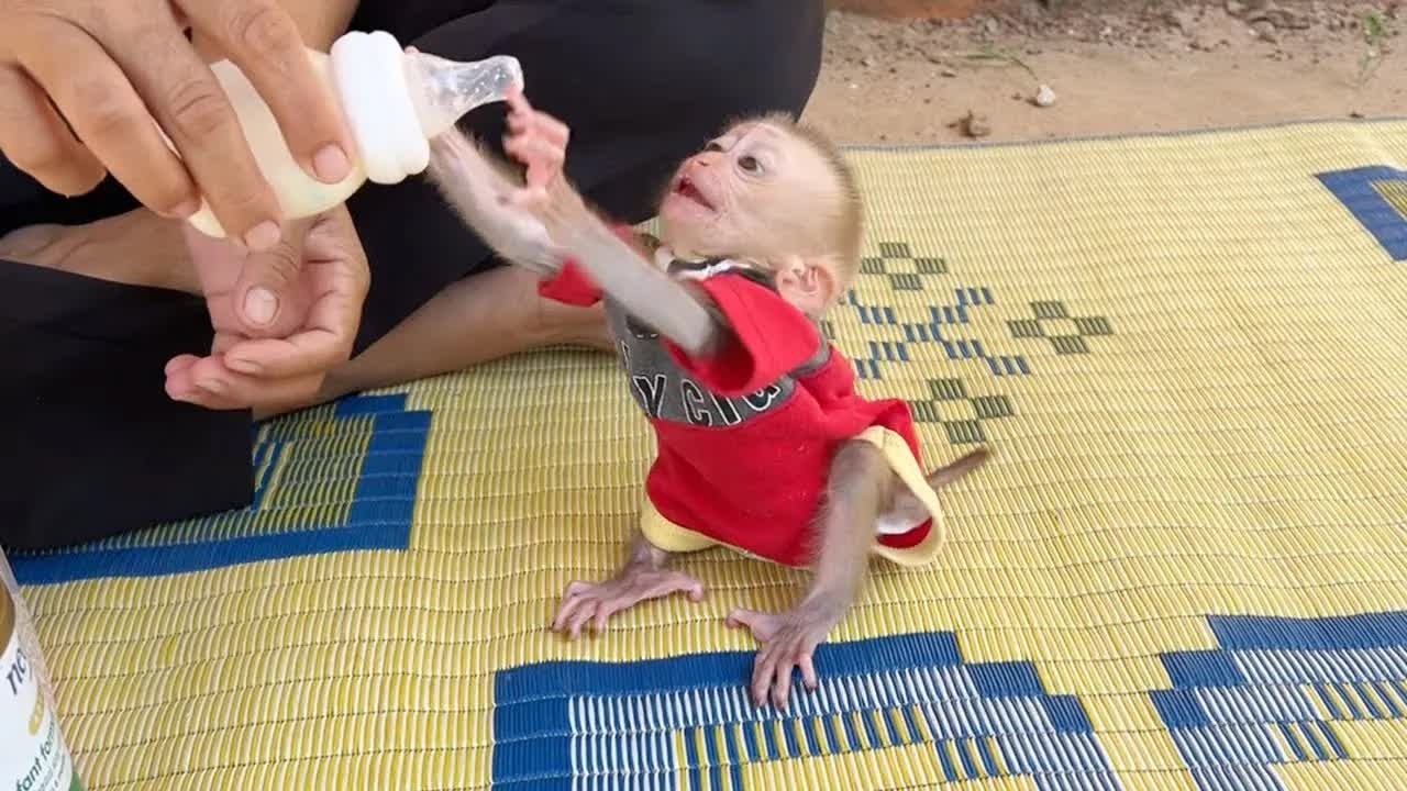 Baby Mato Hungrily Raise Hand Up Request Mom Fast Feeding