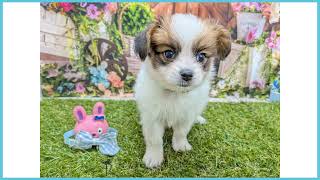 739168 パピヨン - YouTube