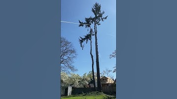 #speedline #treeclimber #treeremovalservices #treeing #felling #arborist