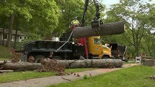 Ann Arbor Tree Removal Improvements