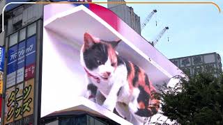 Giant 3D cat on Tokyo billboard dazzles passersby