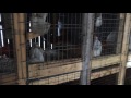Springfield Police discover backyard chicken coop, suspect cock fighting