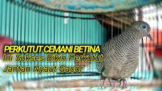 Perkutut Cemani Betina Nutut Suaranya Paling Di Sukai Perkutut Jantan