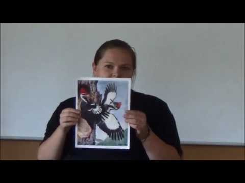 Nature Notes: Getting to Know and Attracting Pileated Woodpeckers