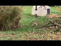 Cheetahs Amani and Cubs in the Yard
