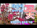 다육식물의 꽃과 꽃대 관리 필요성 ( 향기가 좋은 다육이 꽃은  끝까지 보고 정리해 주세요, 악취가 나지만 예쁜 꽃도 있어요) 多肉植物, Korean succulents