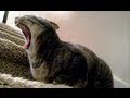 Cat meowing nonstop wsecret signal