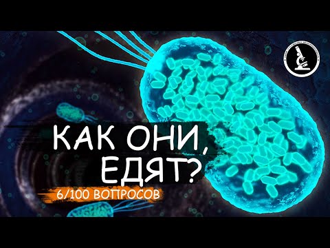 КАК ОБЕДАЮТ МИКРОСКОПИЧЕСКИЕ ОХОТНИКИ? СПОСОБЫ ПИТАНИЯ МИКРООРГАНИЗМОВ