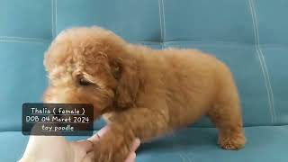 toy poodle anakan 2 bln gumuuussshhin