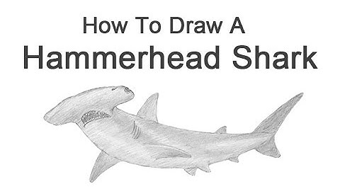 How to Draw a Hammerhead Shark