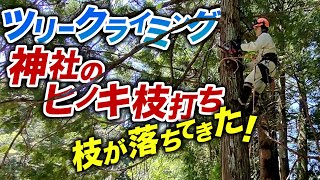 【ツリークライミング】神社のヒノキ枝打ち作業 by Factory Q 1,613 views 11 days ago 16 minutes