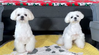 MALTESE PUPPIES CARE ABOUT FOOD AND EACH OTHER
