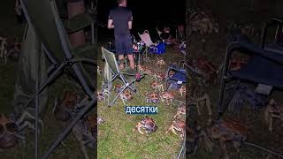 Банда гигантских раков пришла на пикник в Австралии