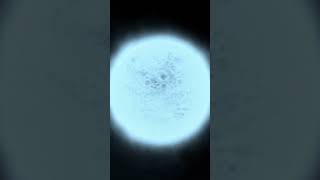 Сириус Самая Большая Ближайшая К Нам Звезда