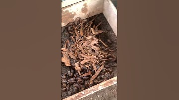 Setting up a snail farm with a limited space for beginners