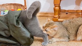 Cats carefully inspect the new cat house.